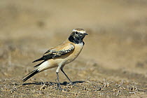 Desert Wheatear (Oenanthe deserti), adult male. Sultanate of Oman, Arabia. November.