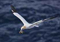 Northern Gannet (Morus bassanus), in flight carrying nest material. Iceland. June.