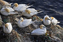 Northern Gannets (Morus bassanus), colony of breeding adults nesting. Iceland. June.