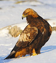 Golden Eagle (Aquila chrysaetos), juvenile standing in the snow. Utajrvi, Finland. February.
