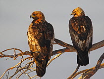 Golden Eagles (Aquila chrysaetos) two juveniles perched on a branch. Utajärvi, Finland. February.