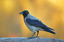 Hooded Crow (Corvus cornix), adult perched on a rock. Helsinki, Finland. December.