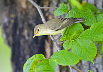 Icterine Warbler (Hippolais icterina), looking down at an adult perched on a branch. Estonia, Baltics. May.