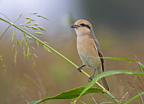 Isabelline Shrike (Lanius isabellinus), adult perched on blade of grass. Sultanate of Oman, Arabia. March.