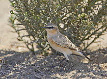Isabelline Wheatear (Oenanthe isabellina), adult standing in sand. Sultanate of Oman, Arabia. November.