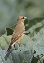 Isabelline Wheatear (Oenanthe isabellina), adult perched on leaves. Sultanate of Oman, Arabia. March.