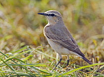 Isabelline Wheatear (Oenanthe isabellina), adult standing on grassy ground. Sultanate of Oman, Arabia. March.