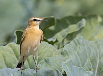 Isabelline Wheatear (Oenanthe isabellina), adult perched on leaves. Sultanate of Oman, Arabia. March.