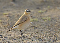 Isabelline Wheatear (Oenanthe isabellina), adult standing on sandy ground. Sultanate of Oman, Arabia. March.