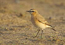 Isabelline Wheatear (Oenanthe isabellina), adult standing on sandy ground. Sultanate of Oman, Arabia. March.