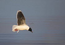 Little Gull (Hydrocoloeus minutus), adult with summer plumage in flight. Latvia. June.