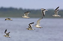 Flock of Little Gull (Hydrocoloeus minutus) juveniles in flight. Liminka, Finland. July.