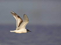 Little Gull (Hydrocoloeus minutus), juvenile in flight. Latvia. June.