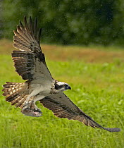 Osprey (Pandion haliaetus), adult in flight carrying fish. Kangasala, Finland.
