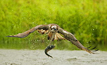Osprey (Pandion haliaetus), adult in flight carrying a fish. Kangasala, Finland. June.