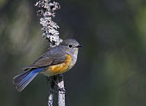 Red-flanked Bluetail (Tarsiger / Luscinia cyanurus), adult male perched on a branch. Kuusamo, Finland. June.