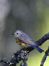 Red-flanked Bluetail (Tarsiger / Luscinia cyanurus), adult male perched on a branch. Kuusamo, Finland. June.