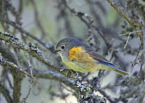 Red-flanked Bluetail (Tarsiger / Luscinia cyanurus), perched on a branch. Kuusamo, Finland. June.