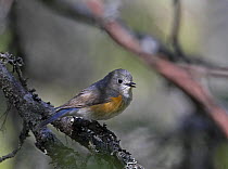 Red-flanked Bluetail (Tarsiger / Luscinia cyanurus), adult perched on a branch singing. Kuusamo, Finland. June.