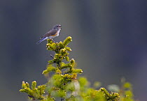 Red-flanked Bluetail (Tarsiger / Luscinia cyanurus), adult perched on a coniferous tree singing. Kuusamo, Finland. June.