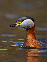 Red-necked Grebe (Podiceps grisegena), adult with summer plumage in a lake carrying nesting material. Ristiina, Finland.