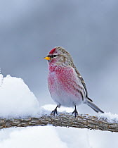 Redpoll (Carduelis flammea), adult male perched on a snow-laden branch. Anjalankoski, Finland.