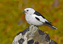 Snow Bunting (Plectrophenax nivalis), adult male with summer plumage perched on a rock. Norway. May.