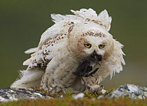 Snowy Owl (Bubo / Nyctea scandiaca), adult female carrying duckling  prey. Utsjoki, Finland. July.