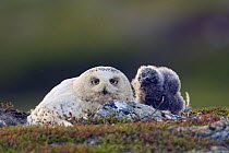 Snowy Owl (Bubo / Nyctea scandiaca), adult female nesting with chick. Utsjoki, Finland. July.