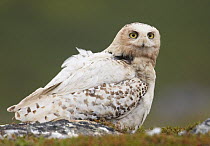 Snowy Owl (Bubo / Nyctea scandiaca), adult female. Utsjoki, Finland. July.