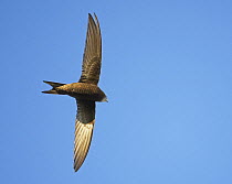Common Swift (Apus apus), looking up at an adult in flight. Liminka, Finland. August.