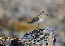 Temminck's Stint (Calidris temminckii), adult with worn, poorly marked summer plumage perched on a rock. Norway. June.