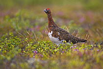 Willow Grouse (Lagopus lagopus), adult with summer plumage. Ivalo, Finland. June.