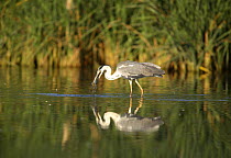 Grey heron {Ardea cinerea} catching fish in lake, Donana NP, Sevilla, spain