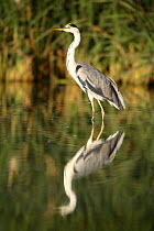 Grey heron {Ardea cinerea} standing in lake, Donana NP, Sevilla, spain