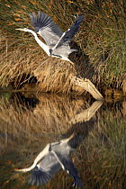 Grey heron {Ardea cinerea} taking off from perch in lake, Donana NP, Sevilla, spain