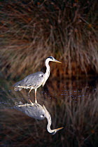 Grey heron {Ardea cinerea} wading in lake, Donana NP, Sevilla, spain