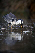 Grey heron {Ardea cinerea} eating a fish in lake, Donana NP, Sevilla, spain