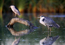 Grey heron {Ardea cinerea} standing in lake, with black crowned night heron {Nycticorax nycticorax}  Donana NP, Sevilla, spain