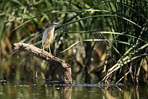 Squacco heron {Ardeola ralloides} perching on branch at edge of lake, Donana NP, Sevilla, Spain