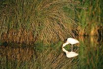 Squacco heron {Ardeola ralloides} feeding under vegetation at edge of lake, Donana NP, Sevilla, Spain