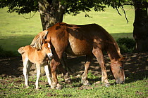 Domestic horse {Equus caballus} grazing with foal, Barcelona, Spain