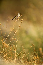 Goldfinch {Carduelis carduelis} perching on shrub, Pla de Xirau, Alicante, Spain