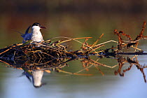 Whiskered tern {Chlidonias hybrida} sitting on nest in lake, Donana NP, Sevilla, Spain