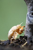 Cicada nymph {Cicada orni} Spain