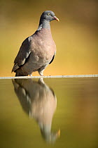 Wood pigeon {Columba palumbus} with reflection in bird bath, Plá de Xirau, Alicante, Spain