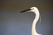 Little egret {Egretta garzetta} head profile, Donana NP, Sevilla, Spain
