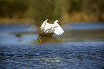 Little egret {Egretta garzetta} taking off from lake, Donana NP, Sevilla, Spain