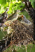 Female Cirl bunting {Emberiza cirlus} at nest with chicks, in vinyard, Potes, Picos de Europa, Asturias, Spain
