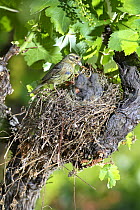 Female Cirl bunting {Emberiza cirlus} feeding chicks at nest, in vinyard, Potes, Picos de Europa, Asturias, Spain